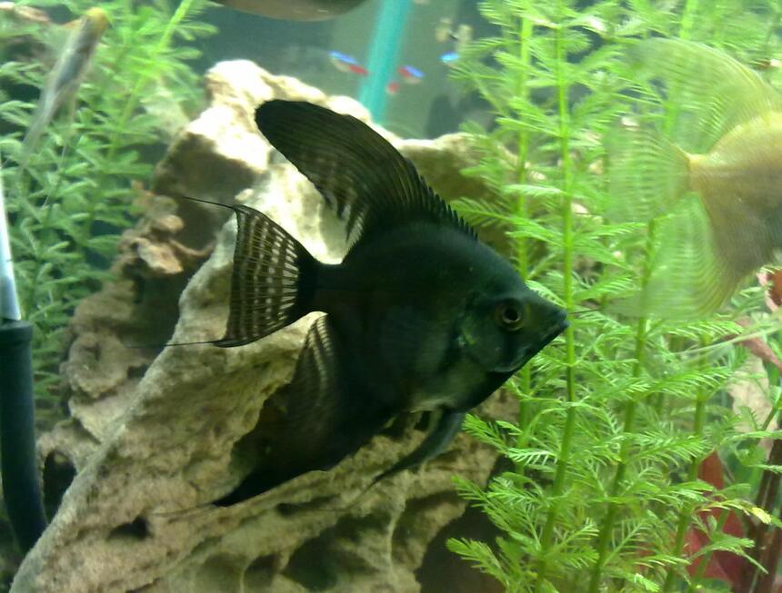 Rated #23: Freshwater Fish - Pterophyllum Sp. - Black Angel Stocking In 30 Gallons Tank - My black angel fish. Around 8-10months old Rated #23: Freshwater Fish - Pterophyllum Sp. - Black Angel Stocking In 30 Gallons Tank - My black angel fish. Around 8-10months old