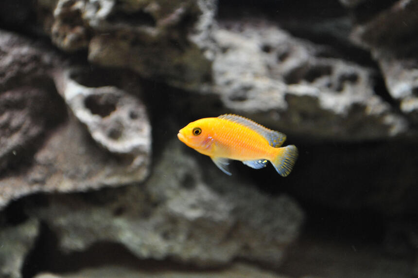 Rated #13: Freshwater Fish - Pseudotropheus Estherae - Red Zebra Cichlid Stocking In 120 Gallons Tank - Red Zebra Rated #13: Freshwater Fish - Pseudotropheus Estherae - Red Zebra Cichlid Stocking In 120 Gallons Tank - Red Zebra