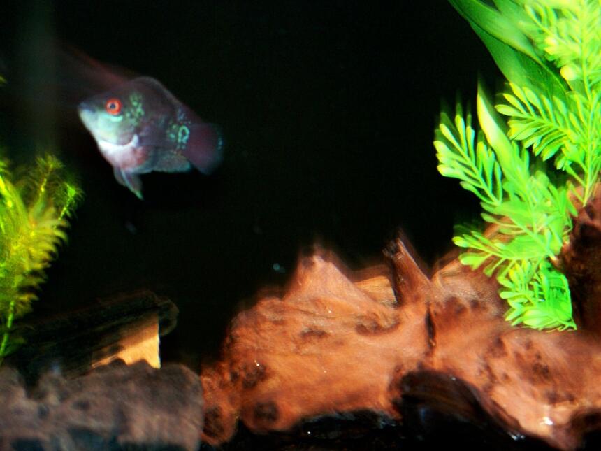 Rated #62: Freshwater Fish - Cichlasoma Sp. - Flower Horn Cichlid Stocking In 125 Gallons Tank - Sumo Sam the Flowerhorn, already mean at 2 inches and showing some really nice color Rated #62: Freshwater Fish - Cichlasoma Sp. - Flower Horn Cichlid Stocking In 125 Gallons Tank - Sumo Sam the Flowerhorn, already mean at 2 inches and showing some really nice color