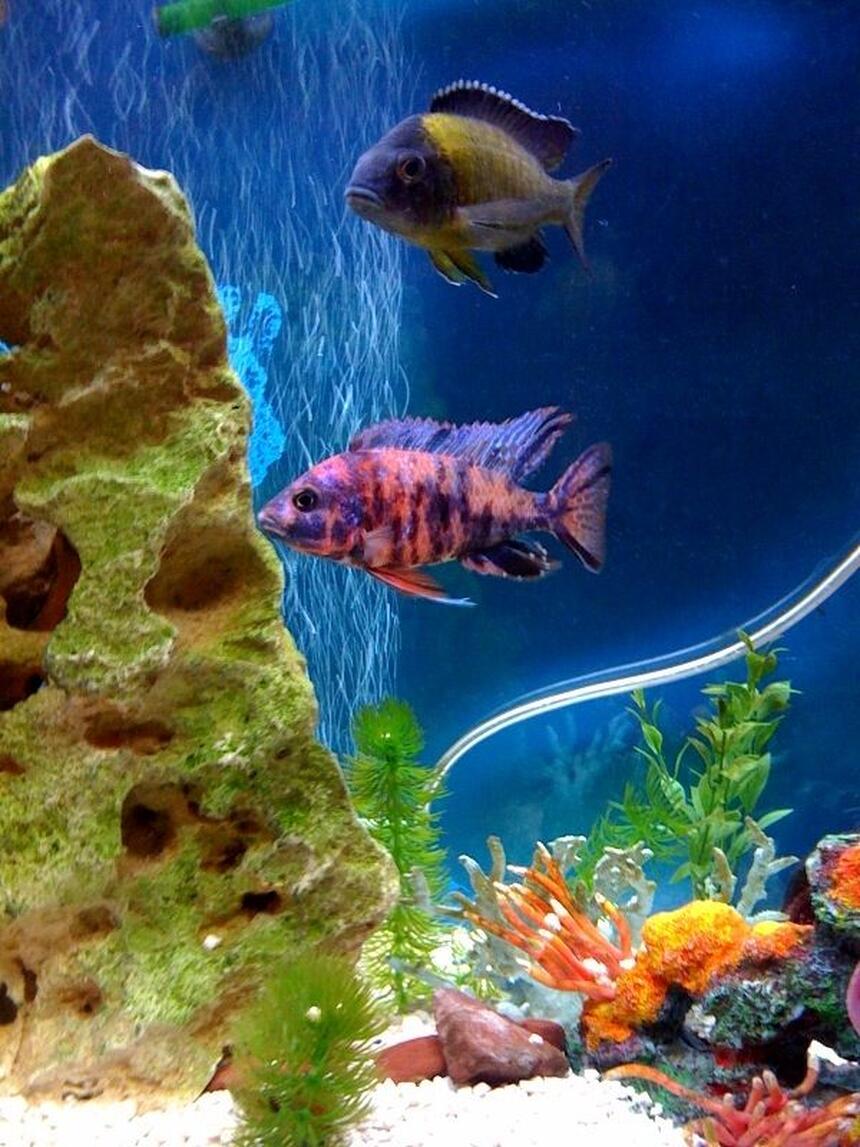 Rated #6: Freshwater Fish - Aulonocara Nyassae Var. - Peacock Cichlid, Orange Blossom Stocking In 72 Gallons Tank - MY NEWEST CICHLID. Rated #6: Freshwater Fish - Aulonocara Nyassae Var. - Peacock Cichlid, Orange Blossom Stocking In 72 Gallons Tank - MY NEWEST CICHLID.