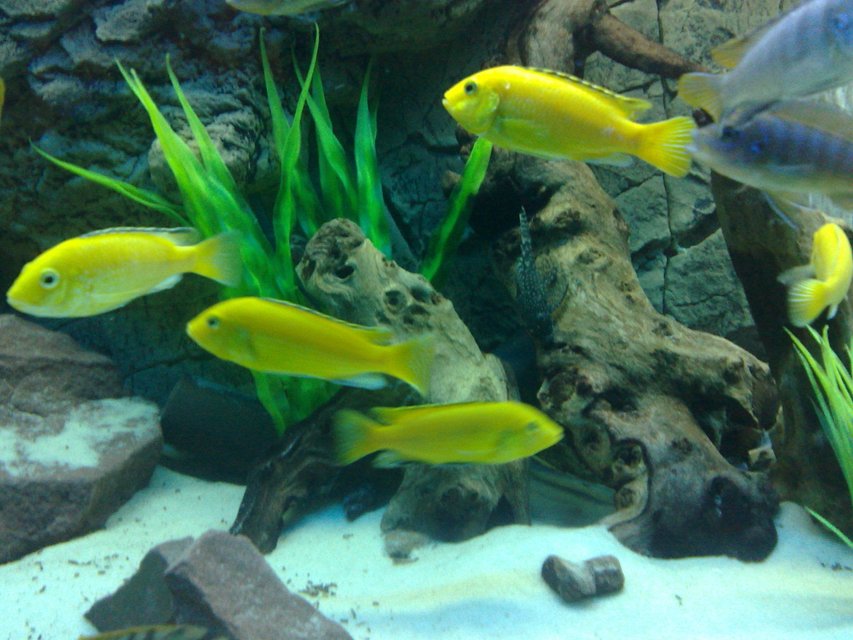 Rated #109: Freshwater Fish - Labidochromis Caeruleus - Electric Yellow Cichlid Stocking In 105 Gallons Tank - electric yellow labs Rated #109: Freshwater Fish - Labidochromis Caeruleus - Electric Yellow Cichlid Stocking In 105 Gallons Tank - electric yellow labs