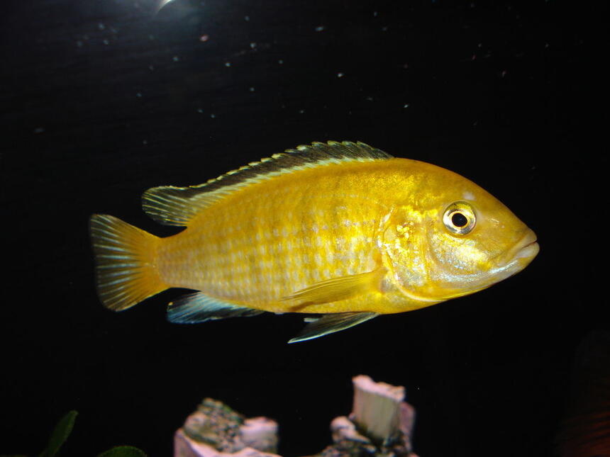 Rated #18: Freshwater Fish - Labidochromis Caeruleus - Electric Yellow Cichlid Stocking In 55 Gallons Tank - "Sunshine" My Yellow Lab. Rated #18: Freshwater Fish - Labidochromis Caeruleus - Electric Yellow Cichlid Stocking In 55 Gallons Tank - "Sunshine" My Yellow Lab.