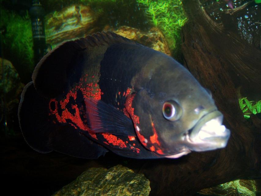 Rated #26: Freshwater Fish - Astronotus Ocellatus - Tiger Oscar Stocking In 75 Gallons Tank - 1 year old Tiger Oscar Rated #26: Freshwater Fish - Astronotus Ocellatus - Tiger Oscar Stocking In 75 Gallons Tank - 1 year old Tiger Oscar