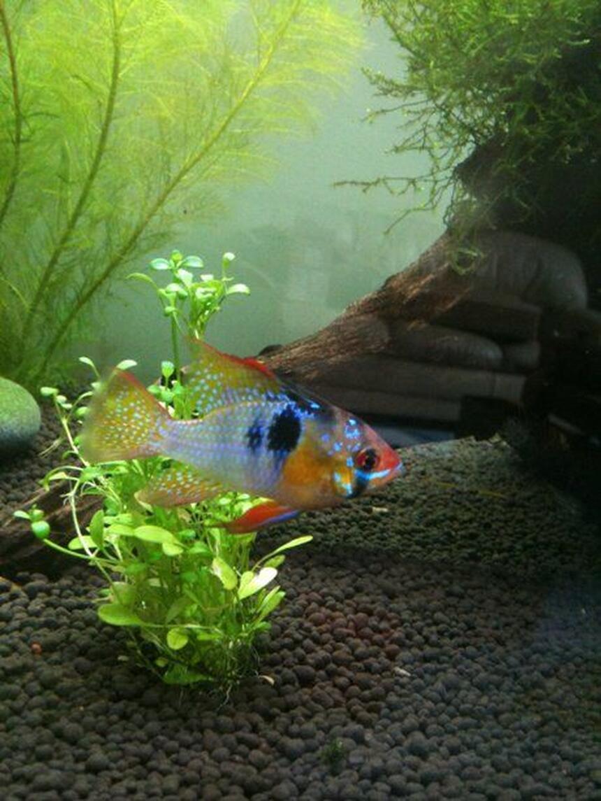 Rated #6: Freshwater Fish - Papiliochromis Ramirezi - German Blue Ram Stocking In 40 Gallons Tank - My Ram! Rated #6: Freshwater Fish - Papiliochromis Ramirezi - German Blue Ram Stocking In 40 Gallons Tank - My Ram!