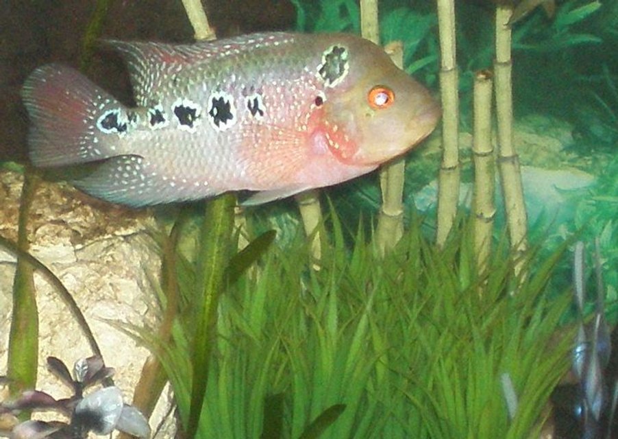 Rated #51: Freshwater Fish - Cichlasoma Sp. - Red Star Flower Horn Cichlid Stocking In 30 Gallons Tank - My Flowerhorn Named -Pinky