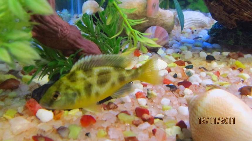Rated #63: Freshwater Fish - Nimbochromis Venustus - Venustus Cichlid Stocking In 90 Gallons Tank - cichlid again Rated #63: Freshwater Fish - Nimbochromis Venustus - Venustus Cichlid Stocking In 90 Gallons Tank - cichlid again