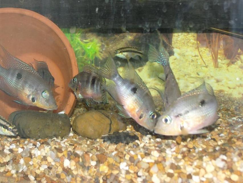 Rated #71: Freshwater Fish - Thorichthys Meeki - Firemouth Cichlid Stocking In 50 Gallons Tank - firemouths Rated #71: Freshwater Fish - Thorichthys Meeki - Firemouth Cichlid Stocking In 50 Gallons Tank - firemouths