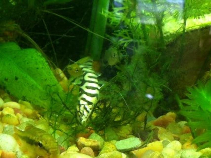 Rated #58: Freshwater Fish - Botia Lohachata - Lohachata Botia Loach Stocking In 55 Gallons Tank - YoYo Loach (good for eating nusiance snails) Rated #58: Freshwater Fish - Botia Lohachata - Lohachata Botia Loach Stocking In 55 Gallons Tank - YoYo Loach (good for eating nusiance snails)