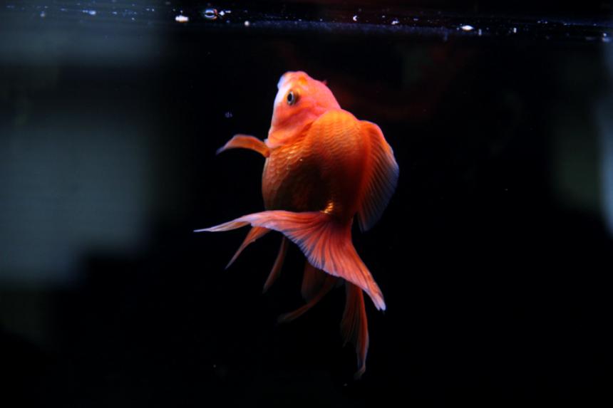 Rated #44: Freshwater Fish - Carassius Auratus - Red Ryukin Goldfish Stocking In 90 Gallons Tank Rated #44: Freshwater Fish - Carassius Auratus - Red Ryukin Goldfish Stocking In 90 Gallons Tank