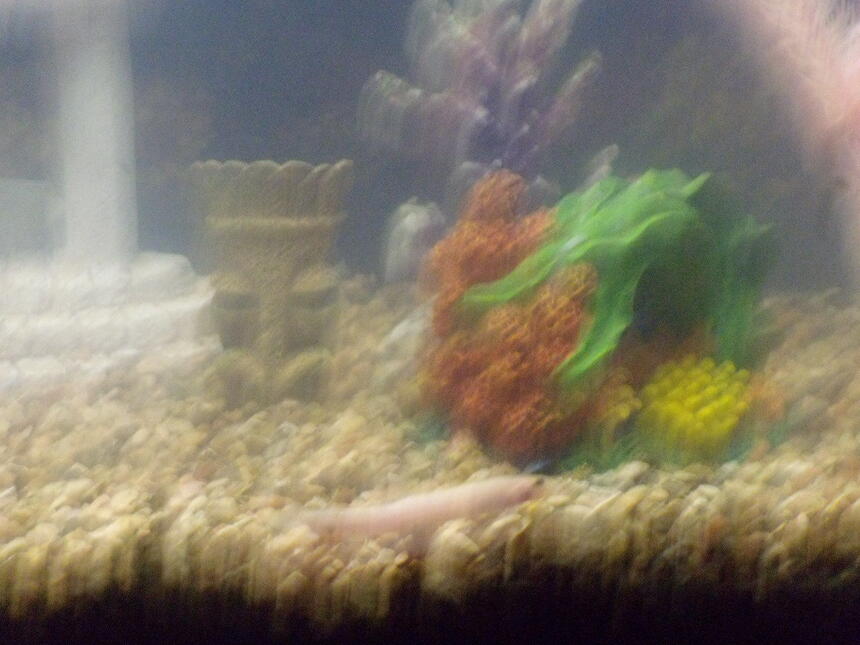 Rated #109: Freshwater Fish - Misgurnus Anguillicaudatus - Dojo Loach Stocking In 37 Gallons Tank - my loach, not sure what kind he is Rated #109: Freshwater Fish - Misgurnus Anguillicaudatus - Dojo Loach Stocking In 37 Gallons Tank - my loach, not sure what kind he is