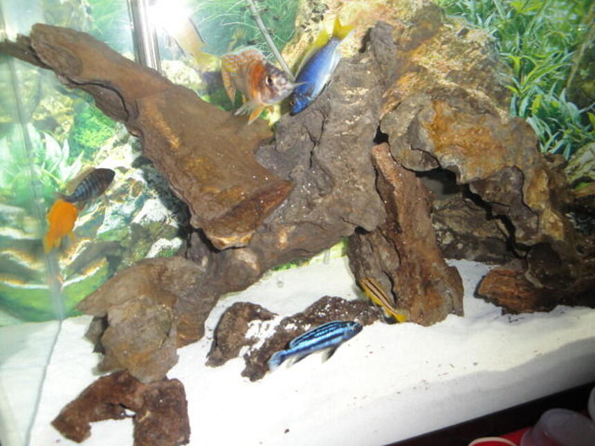 Rated #73: Freshwater Fish - Melanochromis Johannii - Johanni Cichlid Stocking In 37 Gallons Tank - Most of my Cichlids in this one, some were hiding, however. Rated #73: Freshwater Fish - Melanochromis Johannii - Johanni Cichlid Stocking In 37 Gallons Tank - Most of my Cichlids in this one, some were hiding, however.