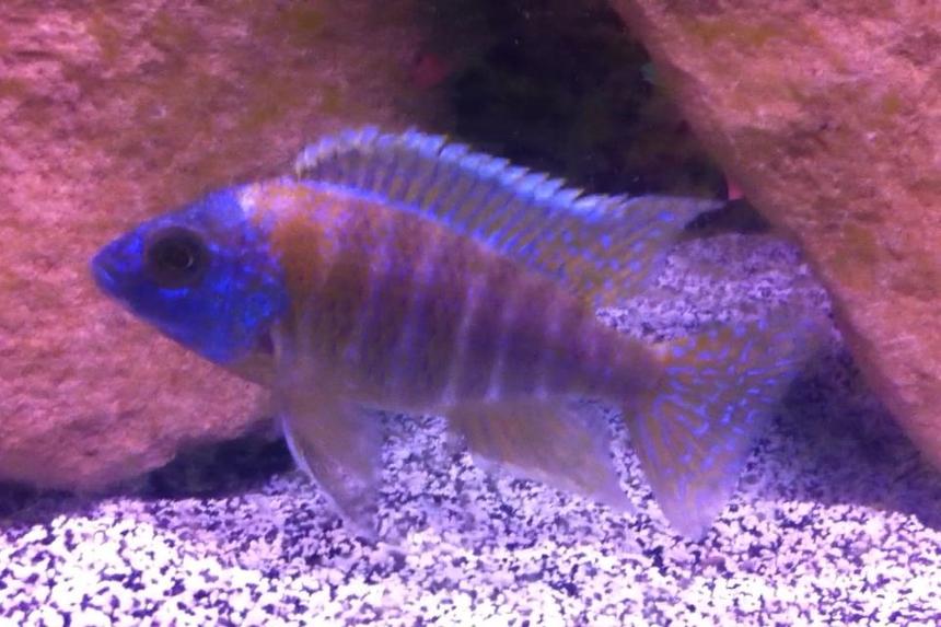 Rated #59: Freshwater Fish - Aulonocara Stuartgranti - Peacock Cichlid Stocking In 55 Gallons Tank - Picture of one of my Peacocks. Rated #59: Freshwater Fish - Aulonocara Stuartgranti - Peacock Cichlid Stocking In 55 Gallons Tank - Picture of one of my Peacocks.