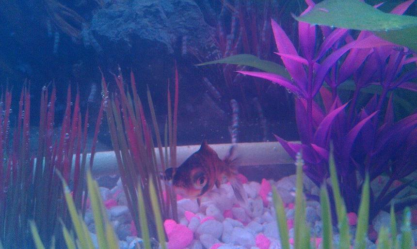 Rated #84: Freshwater Fish - Carassius Auratus - Telescope Goldfish Stocking In 10 Gallons Tank - Tiger Telescope Goldfish Rated #84: Freshwater Fish - Carassius Auratus - Telescope Goldfish Stocking In 10 Gallons Tank - Tiger Telescope Goldfish