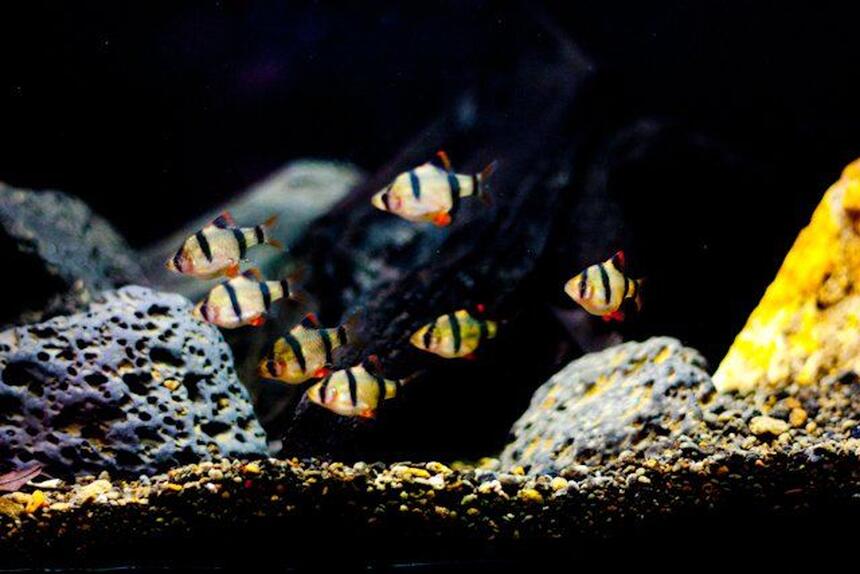 Rated #7: Freshwater Fish - Puntius Tetrazona - Tiger Barb Stocking In 25 Gallons Tank - barbus tetrazona Rated #7: Freshwater Fish - Puntius Tetrazona - Tiger Barb Stocking In 25 Gallons Tank - barbus tetrazona