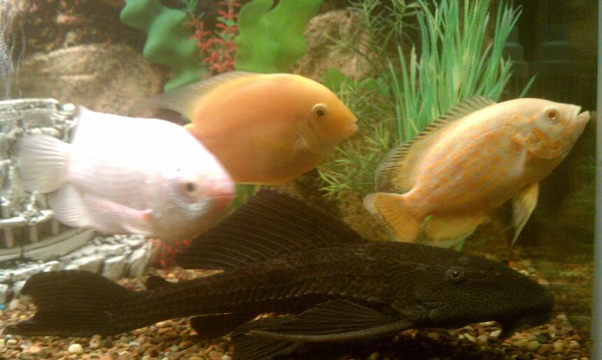 Rated #77: Freshwater Fish - Helostoma Temmincki - Kissing Gourami Stocking In 125 Gallons Tank - Gold sevrum,picasimus,kissing Rated #77: Freshwater Fish - Helostoma Temmincki - Kissing Gourami Stocking In 125 Gallons Tank - Gold sevrum,picasimus,kissing