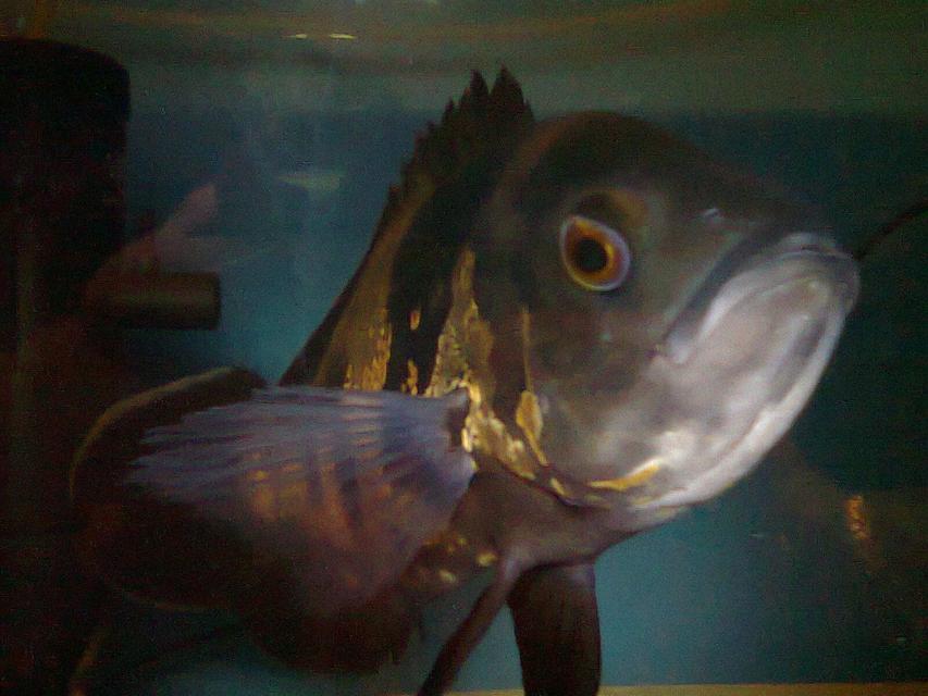 Rated #69: Freshwater Fish - Astronotus Ocellatus - Tiger Oscar - This is my Oscar in a nice light Rated #69: Freshwater Fish - Astronotus Ocellatus - Tiger Oscar - This is my Oscar in a nice light