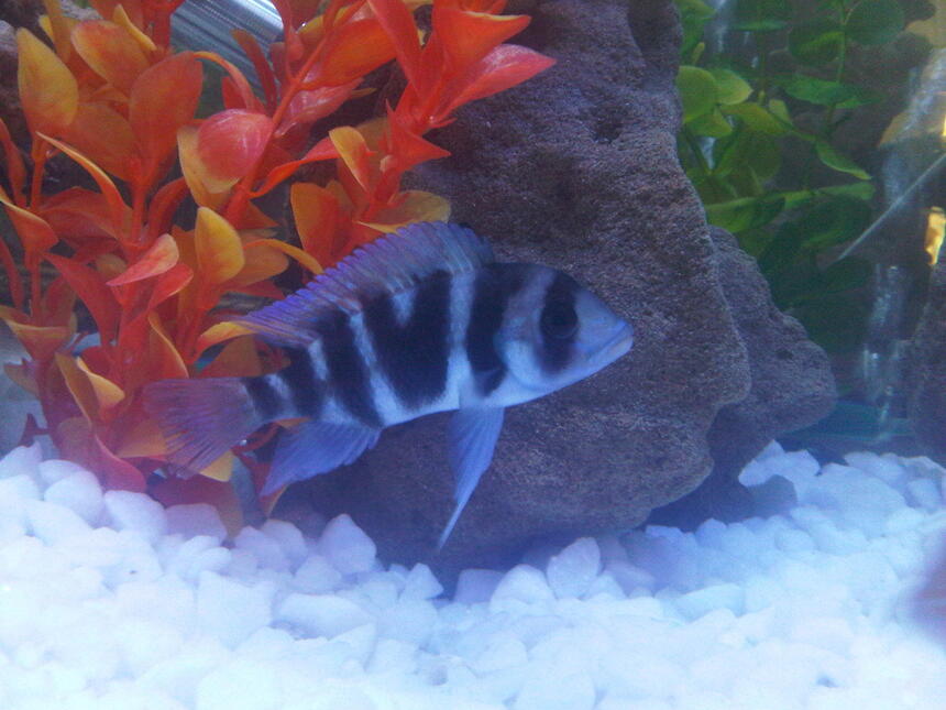 Rated #61: Freshwater Fish - Cyphotilapia Frontosa - Frontosa Cichlid Stocking In 90 Gallons Tank Rated #61: Freshwater Fish - Cyphotilapia Frontosa - Frontosa Cichlid Stocking In 90 Gallons Tank