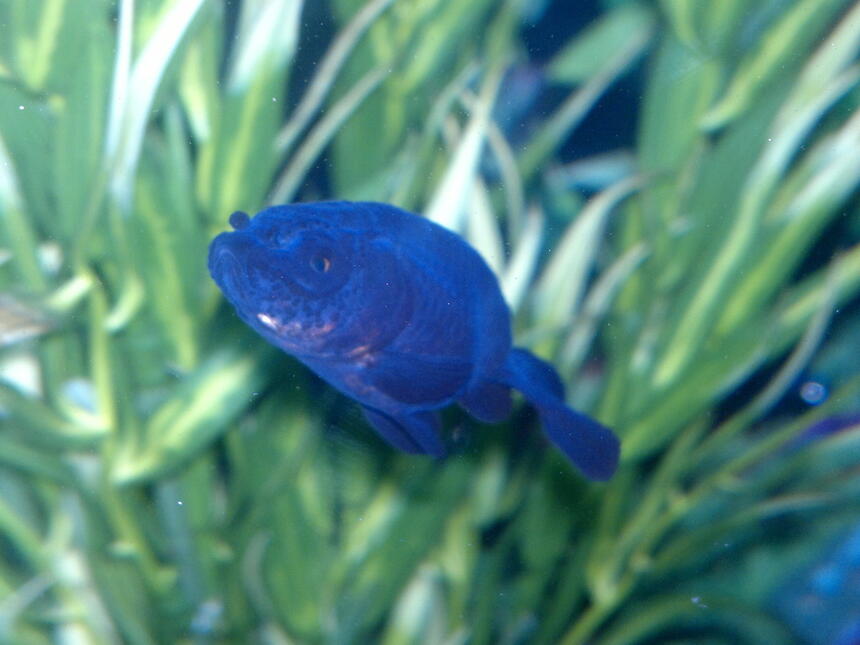 Rated #92: Freshwater Fish Stocking In 15 Gallons Tank Rated #92: Freshwater Fish Stocking In 15 Gallons Tank