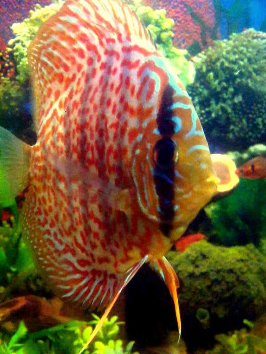 Rated #67: Freshwater Fish - Symphysodon Aequifasciata - Green Discus Stocking In 55 Gallons Tank Rated #67: Freshwater Fish - Symphysodon Aequifasciata - Green Discus Stocking In 55 Gallons Tank