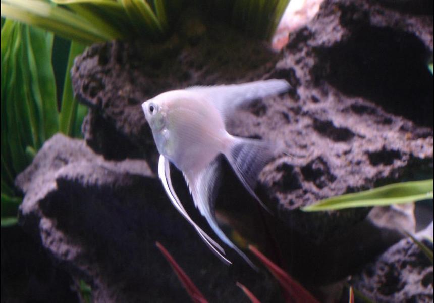 Rated #77: Freshwater Fish - Pterophyllum Sp. - Albino Angel Stocking In 72 Gallons Tank - My Platinum Angelfish from 72 gallon tank Rated #77: Freshwater Fish - Pterophyllum Sp. - Albino Angel Stocking In 72 Gallons Tank - My Platinum Angelfish from 72 gallon tank