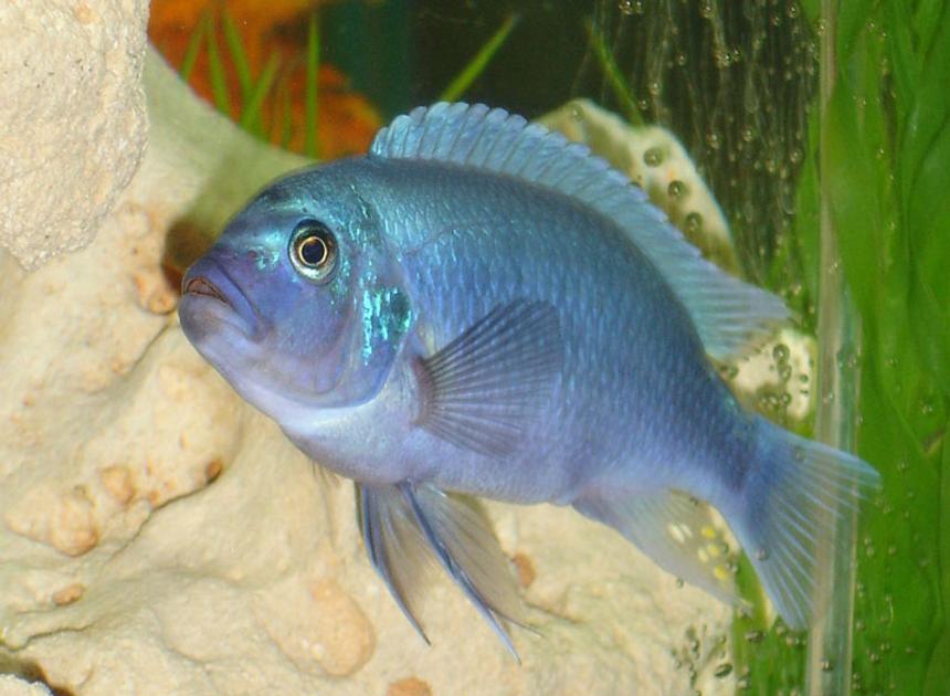 Rated #23: Freshwater Fish - Maylandia Callainos - Blue Cobalt Cichlid Stocking In 55 Gallons Tank - I belive this is a
Cobalt Blue Zebra Cichlid
Metriaclima callainos Rated #23: Freshwater Fish - Maylandia Callainos - Blue Cobalt Cichlid Stocking In 55 Gallons Tank - I belive this is a
Cobalt Blue Zebra Cichlid
Metriaclima callainos