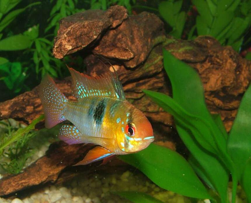 Rated #43: Freshwater Fish - Papiliochromis Ramirezi - German Blue Ram Stocking In 46 Gallons Tank - German Blue Ram Rated #43: Freshwater Fish - Papiliochromis Ramirezi - German Blue Ram Stocking In 46 Gallons Tank - German Blue Ram