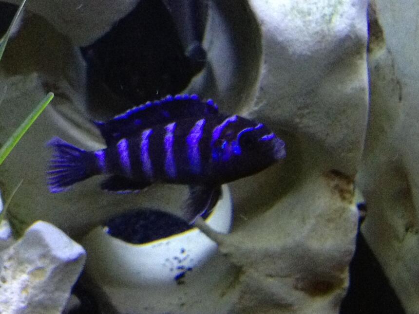 Rated #4: Freshwater Fish - Pseudotropheus Demasoni - Demasoni Cichlid Stocking In 55 Gallons Tank - Demansoni Rated #4: Freshwater Fish - Pseudotropheus Demasoni - Demasoni Cichlid Stocking In 55 Gallons Tank - Demansoni