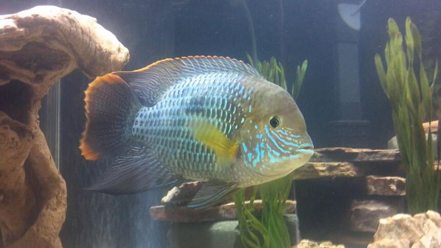 Rated #2: Freshwater Fish - Aequidens Rivulatus - Green Terror Stocking In 75 Gallons Tank - Green Terror (Baby T) Rated #2: Freshwater Fish - Aequidens Rivulatus - Green Terror Stocking In 75 Gallons Tank - Green Terror (Baby T)