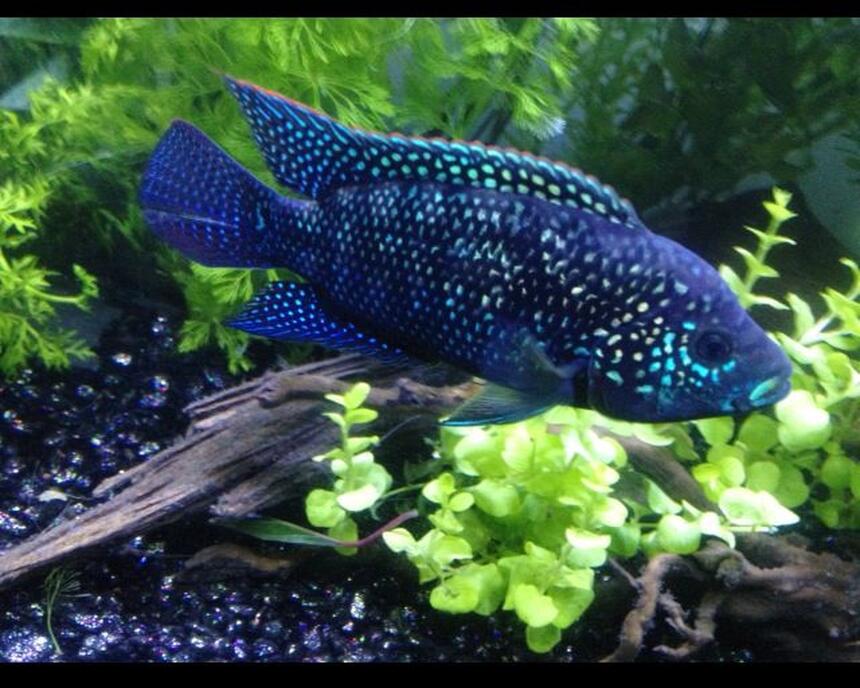 Rated #1: Freshwater Fish - Nandopsis Octofasciatum - Jack Dempsey Stocking In 60 Gallons Tank - Not Your Everyday JD Rated #1: Freshwater Fish - Nandopsis Octofasciatum - Jack Dempsey Stocking In 60 Gallons Tank - Not Your Everyday JD