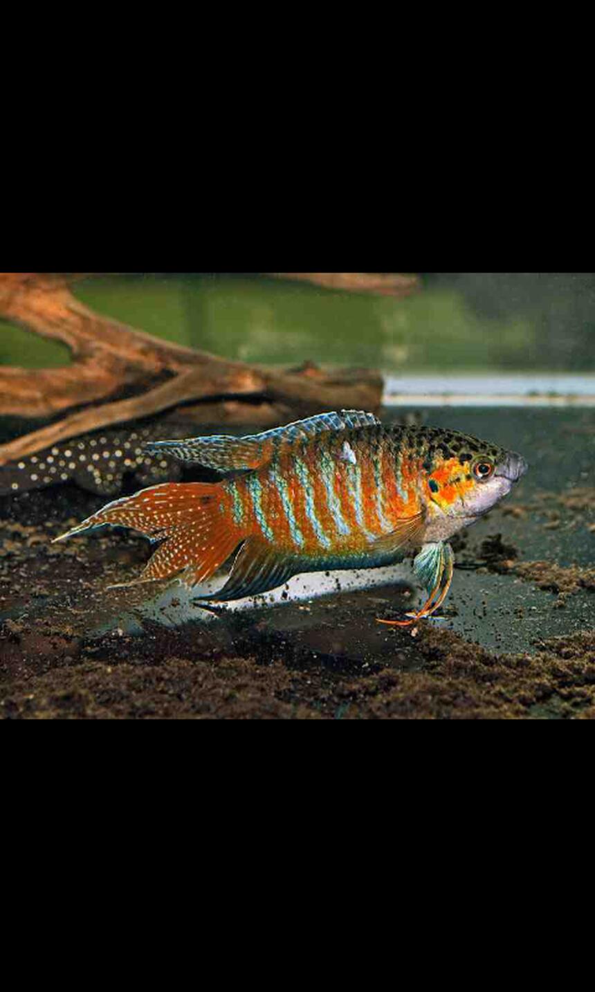 Rated #3: Freshwater Fish - Macropodus Opercularis - Blue Paradise Stocking In 36 Gallons Tank - Paradise Gourami Rated #3: Freshwater Fish - Macropodus Opercularis - Blue Paradise Stocking In 36 Gallons Tank - Paradise Gourami