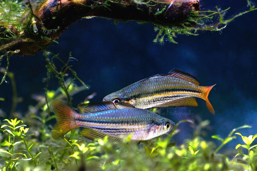 Rated #9: Freshwater Fish Stocking In 55 Gallons Tank - M.austalis Rated #9: Freshwater Fish Stocking In 55 Gallons Tank - M.austalis