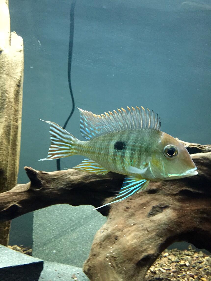 Rated #1: Freshwater Fish - Geophagus Surunimsis - Surinamen Geophagus Stocking In 45 Gallons Tank - Surinamen Geophagus Rated #1: Freshwater Fish - Geophagus Surunimsis - Surinamen Geophagus Stocking In 45 Gallons Tank - Surinamen Geophagus