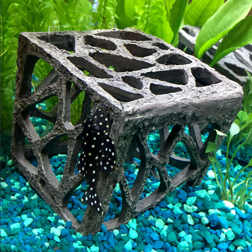 Rated #4: Freshwater Fish - Hypancistrus Inspector L-102 - Snowball Pleco Stocking In 15 Gallons Tank - snowball pleco Rated #4: Freshwater Fish - Hypancistrus Inspector L-102 - Snowball Pleco Stocking In 15 Gallons Tank - snowball pleco