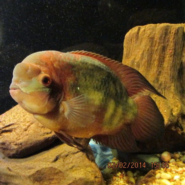 Rated #11: Freshwater Fish Stocking In 300 Gallons Tank - My 10 inch Chocolate Cichlid Rated #11: Freshwater Fish Stocking In 300 Gallons Tank - My 10 inch Chocolate Cichlid