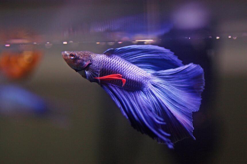Rated #5: Freshwater Fish Stocking In 5 Gallons Tank - betta fish Rated #5: Freshwater Fish Stocking In 5 Gallons Tank - betta fish