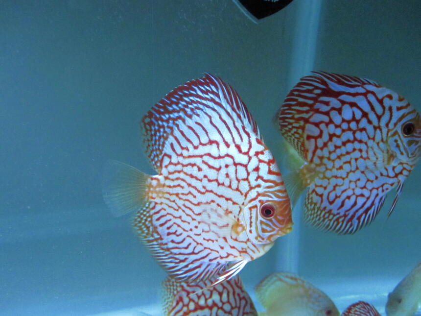 Rated #2: Freshwater Fish Stocking In 50 Gallons Tank - here is my flora pigeon discus that I bought from Na discus Rated #2: Freshwater Fish Stocking In 50 Gallons Tank - here is my flora pigeon discus that I bought from Na discus
