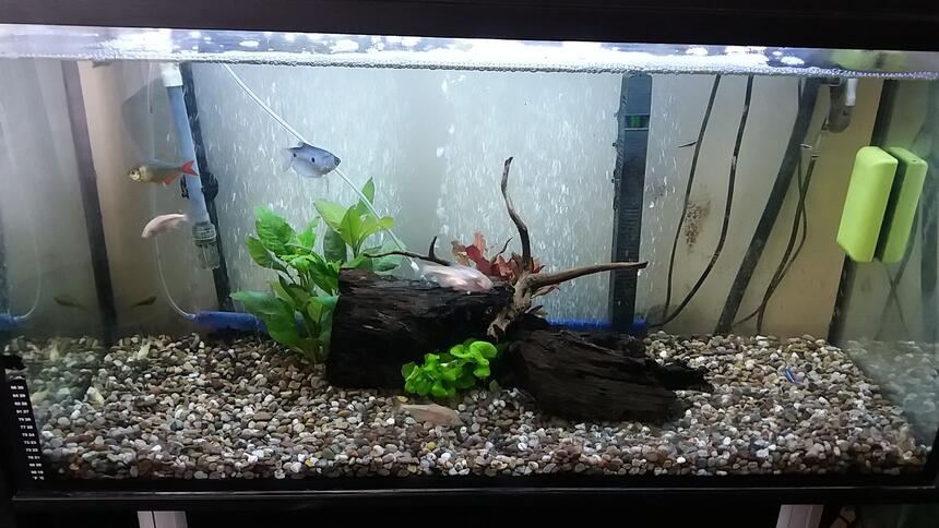 Rated #12: Freshwater Fish Stocking In 20 Gallons Tank - Rate my tank! Rated #12: Freshwater Fish Stocking In 20 Gallons Tank - Rate my tank!