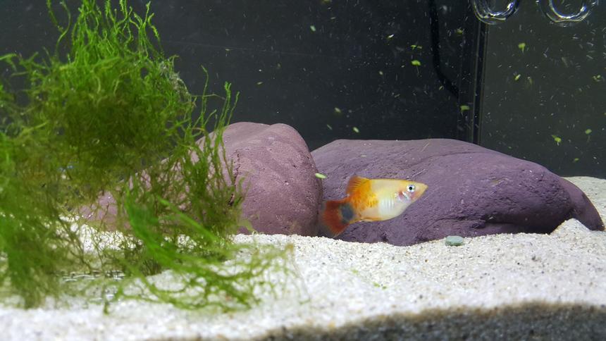 Rated #10: Freshwater Fish Stocking In 29 Gallons Tank - Close up micky mouse Rated #10: Freshwater Fish Stocking In 29 Gallons Tank - Close up micky mouse