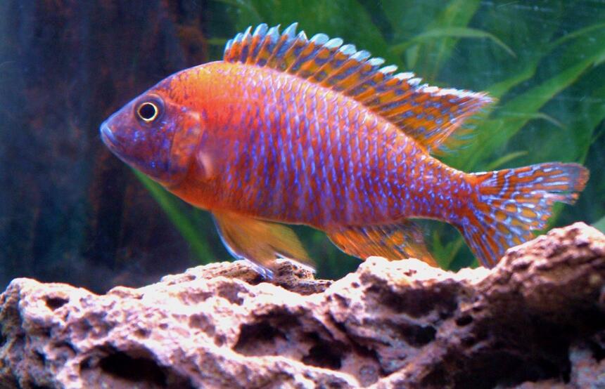 Rated #3: Freshwater Fish - Aulonocara Rubescens - Ruby Red Peacock Stocking In 55 Gallons Tank - My young Red Peacock. Rated #3: Freshwater Fish - Aulonocara Rubescens - Ruby Red Peacock Stocking In 55 Gallons Tank - My young Red Peacock.
