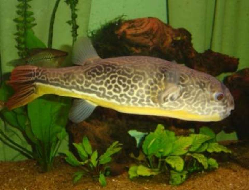 Rated #63: Freshwater Fish - Tetraodon Leiurus - Target Puffer Stocking In 95 Gallons Tank - Here Rated #63: Freshwater Fish - Tetraodon Leiurus - Target Puffer Stocking In 95 Gallons Tank - Here's Clooney my Mbu puffer. He's 3 years old and roughly 17inches long!! He's very placid and shares the tank happily with the other fish :)