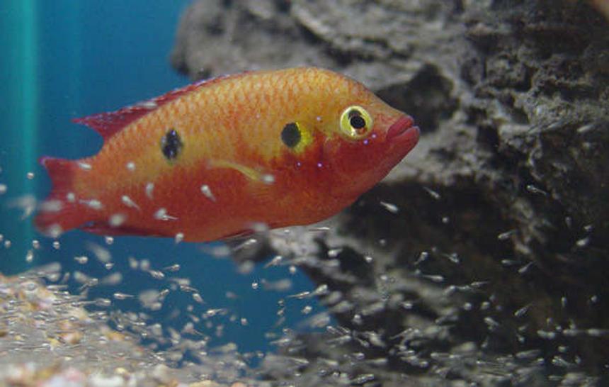 Rated #30: Freshwater Fish - Hemichromis Bimaculatus - Jewel Cichlid Stocking In 150 Gallons Tank - Jewel and fry. About 6 days old. Rated #30: Freshwater Fish - Hemichromis Bimaculatus - Jewel Cichlid Stocking In 150 Gallons Tank - Jewel and fry. About 6 days old.