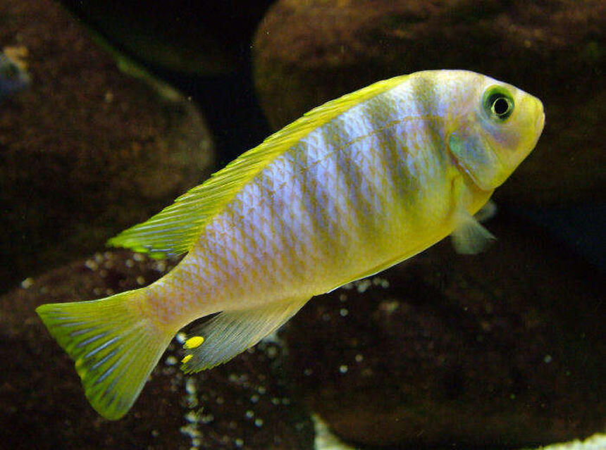 Rated #7: Freshwater Fish - Pseudotropheus Aurora - Aurora Cichlid Stocking In 50 Gallons Tank - Pseudotropheus aurora male Rated #7: Freshwater Fish - Pseudotropheus Aurora - Aurora Cichlid Stocking In 50 Gallons Tank - Pseudotropheus aurora male