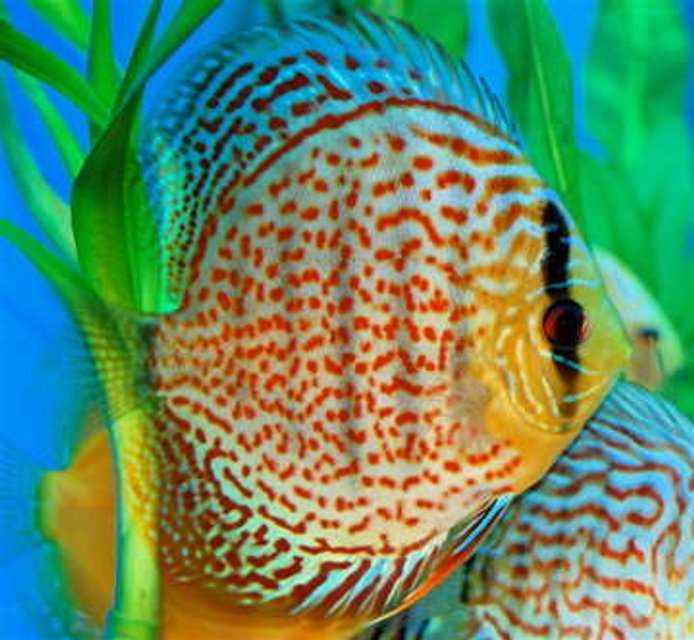 Rated #5: Freshwater Fish - Red Spotted Green Discus Stocking In 55 Gallons Tank - This is Berlioz. He is a Red Spotted Green Discus, and the gentle king of my aquarium. Rated #5: Freshwater Fish - Red Spotted Green Discus Stocking In 55 Gallons Tank - This is Berlioz. He is a Red Spotted Green Discus, and the gentle king of my aquarium.