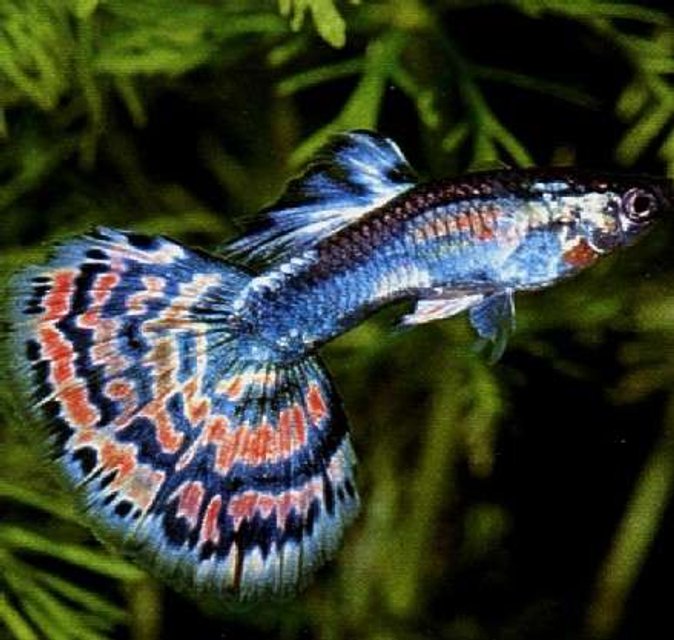Rated #2: Freshwater Fish - Poecilia Reticulata - Blue Cobra Guppy Stocking In 75 Gallons Tank - 1 of my guppies
in a 10,000 gallon Rated #2: Freshwater Fish - Poecilia Reticulata - Blue Cobra Guppy Stocking In 75 Gallons Tank - 1 of my guppies
in a 10,000 gallon