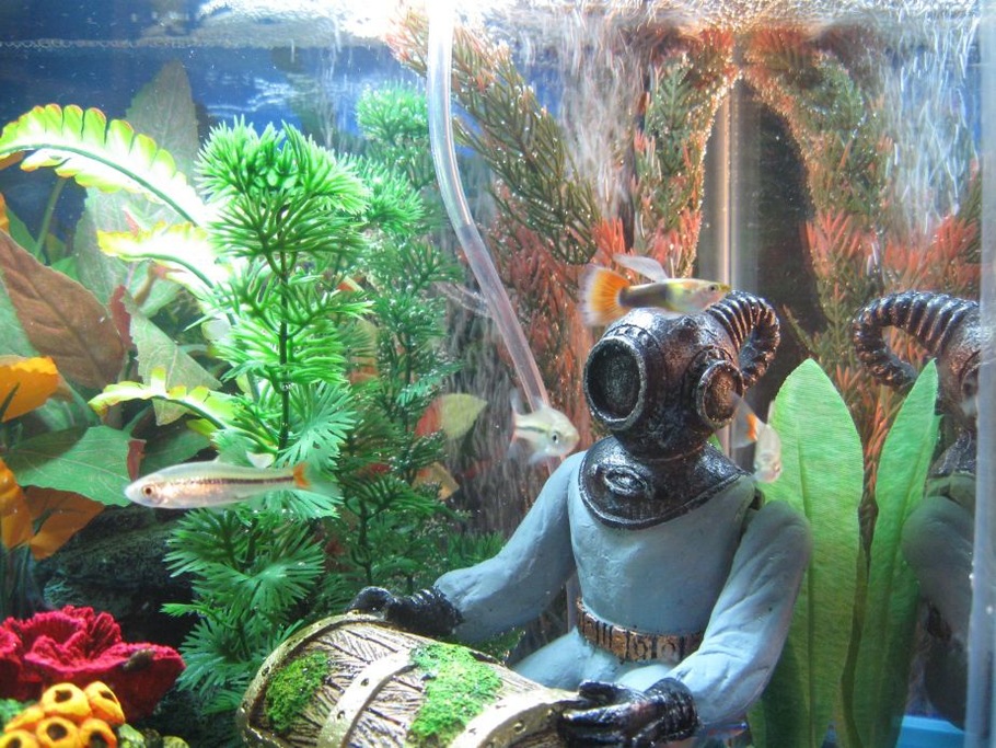 Happydad's Freshwater Fish Photo (ID 21505) Full Version