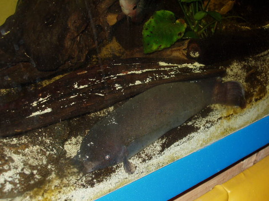 Electric Catfish (malapterurus electricus) Photos