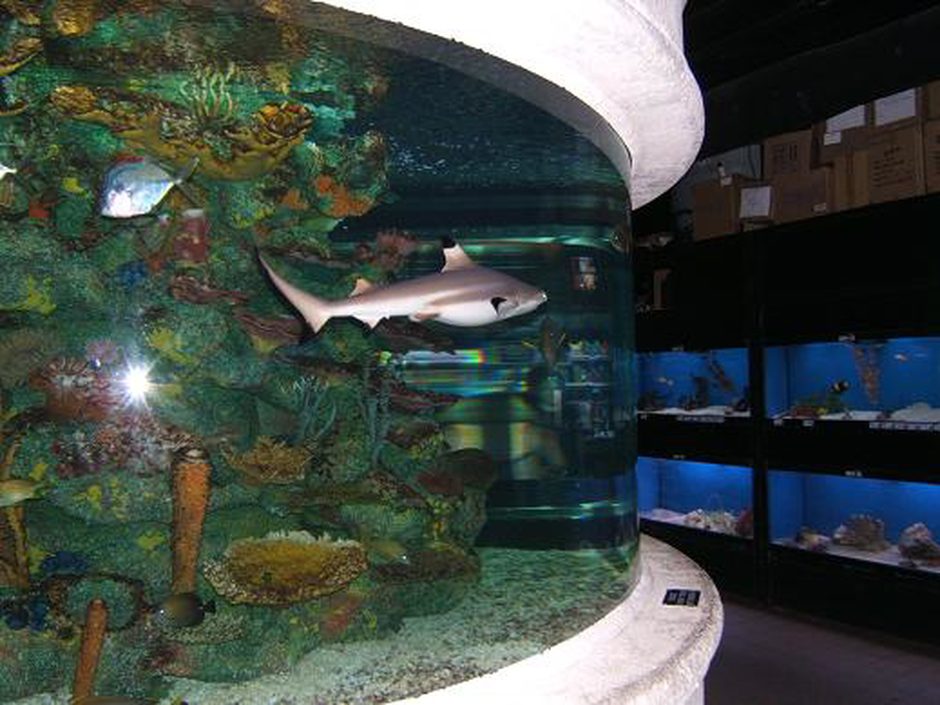 Black Shark (labeo chrysophekadion) Photos