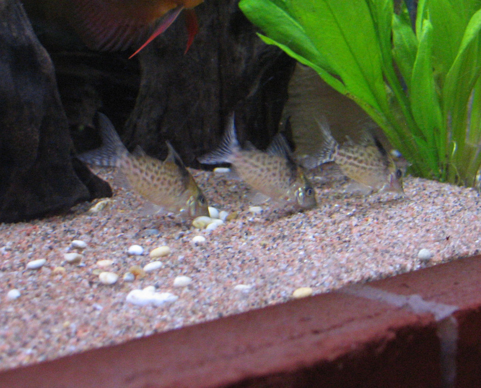 Peppered Cory Cat (Corydoras Paleatus) Photos