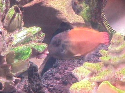 saltwater fish - pervagor melanocephalus - colored filefish - I have a 120 gallon semi reef tank as my hobby for about 3.5 years. saltwater fish - pervagor melanocephalus - colored filefish - I have a 120 gallon semi reef tank as my hobby for about 3.5 years.