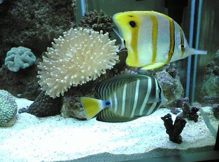 saltwater fish - zebrasoma veliferum - sailfin tang stocking in 85 gallons tank - this is a close up of my sailfin tang with the copper banded butterfly fish, my plate corol is in the back ground saltwater fish - zebrasoma veliferum - sailfin tang stocking in 85 gallons tank - this is a close up of my sailfin tang with the copper banded butterfly fish, my plate corol is in the back ground